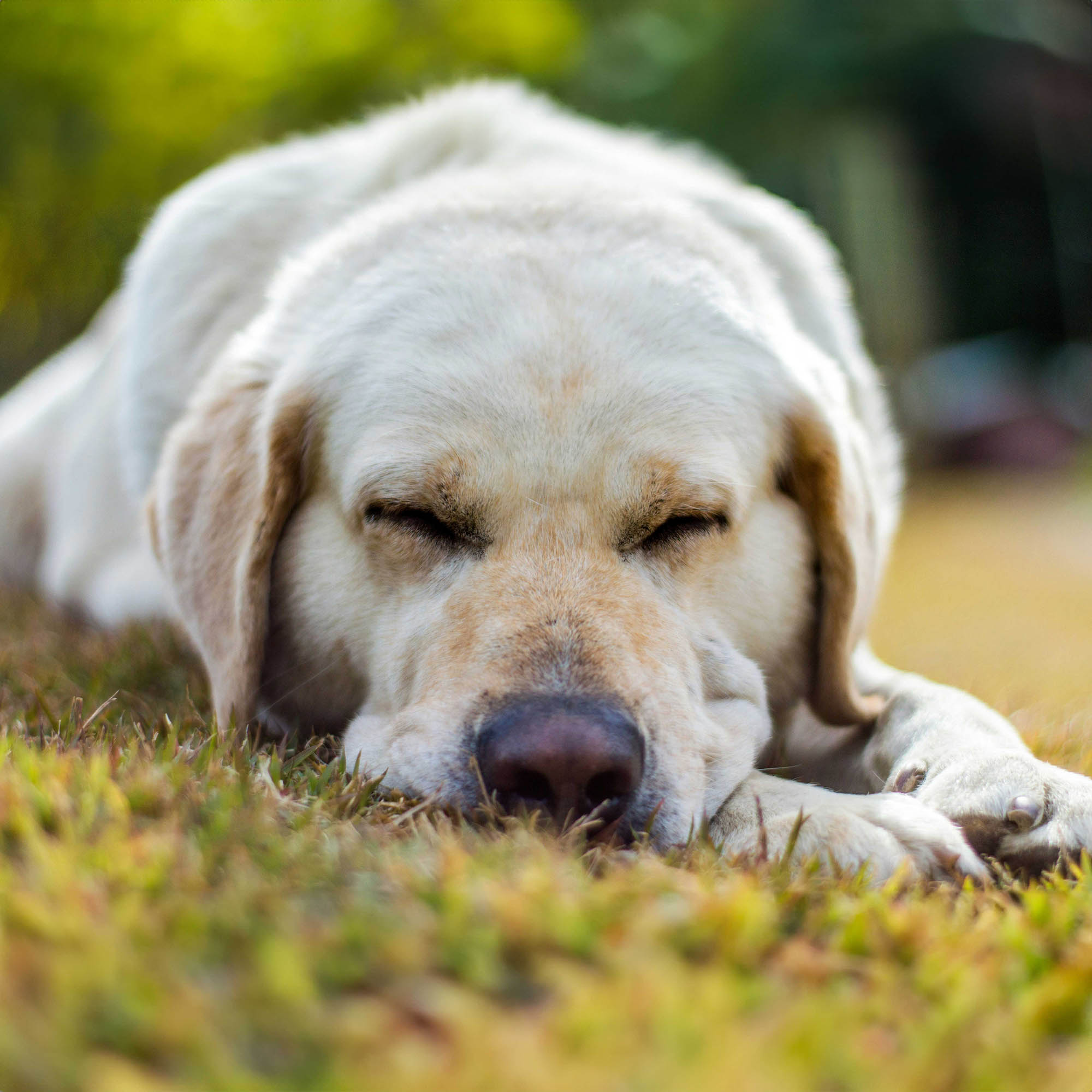 Dog sleeping