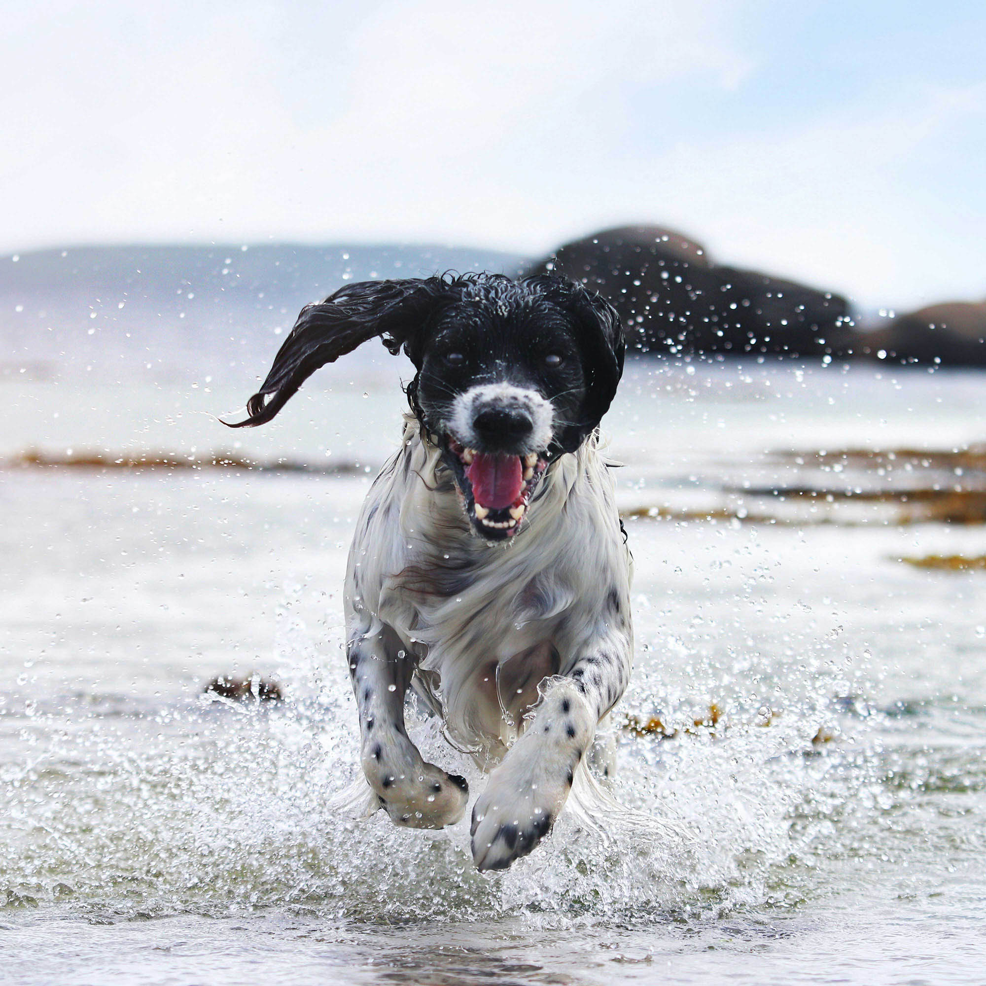 Dog running in the water of the beach