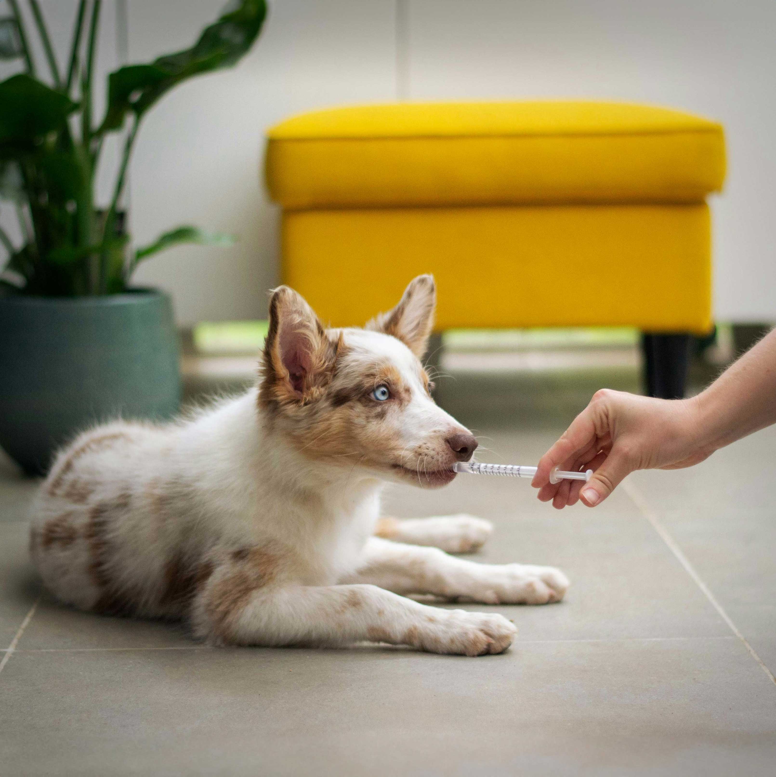 Dog In the vet