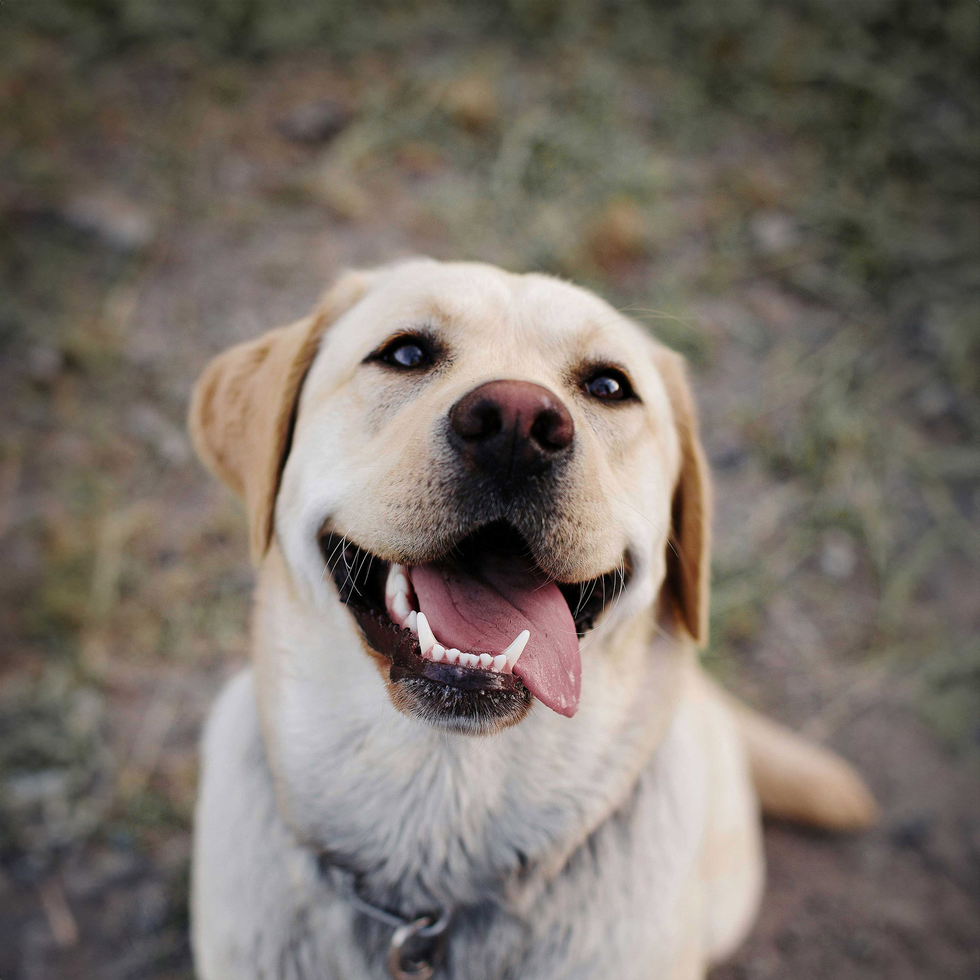 Dog smiling