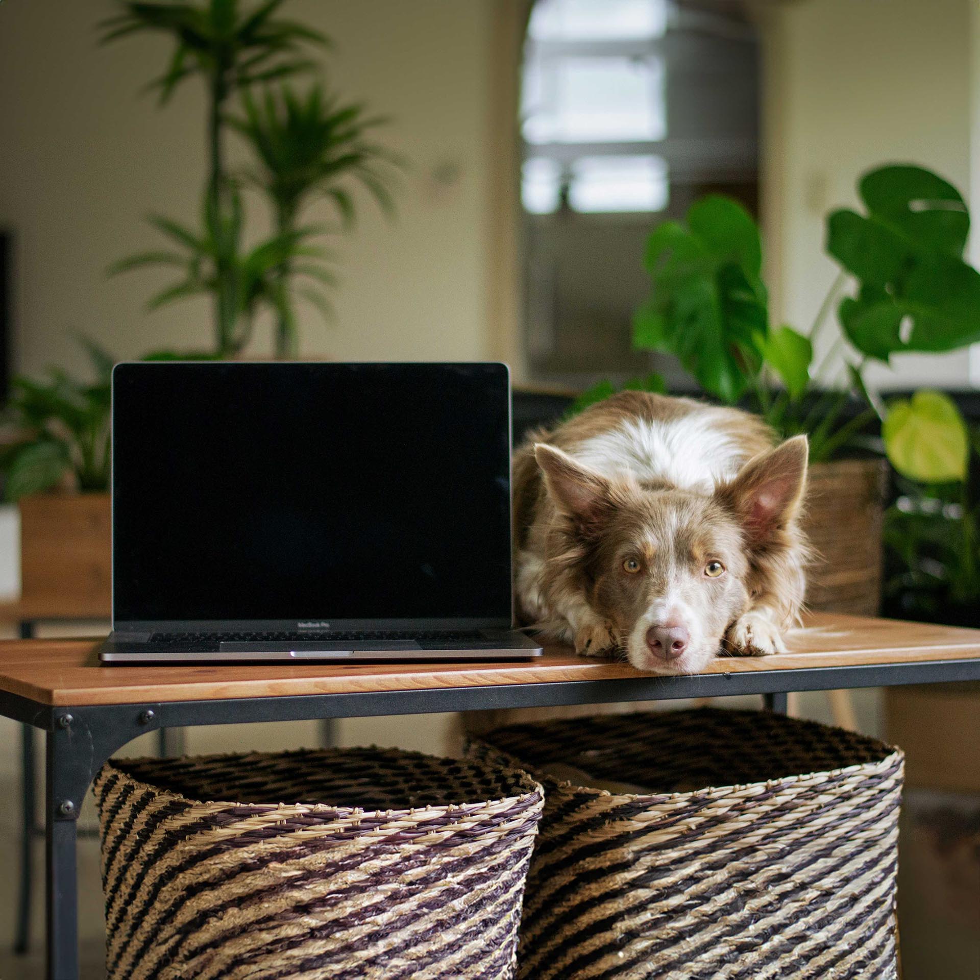 Dog next to computer