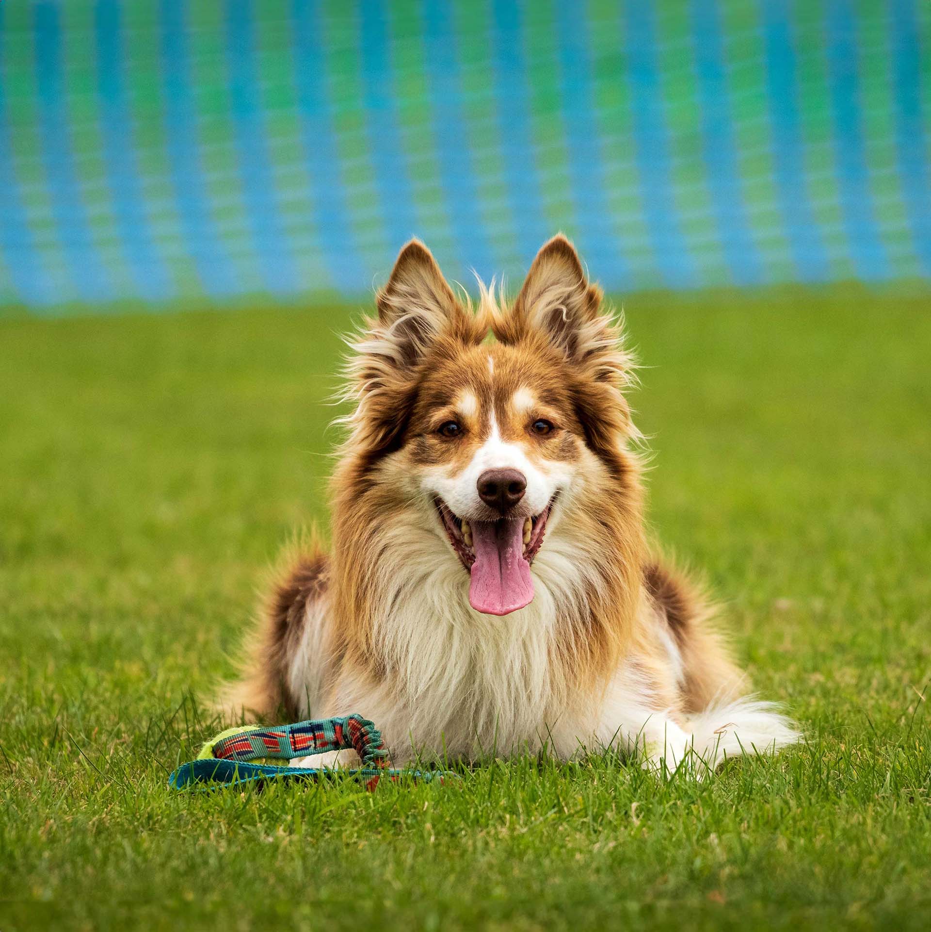 Dog on the ground with ball