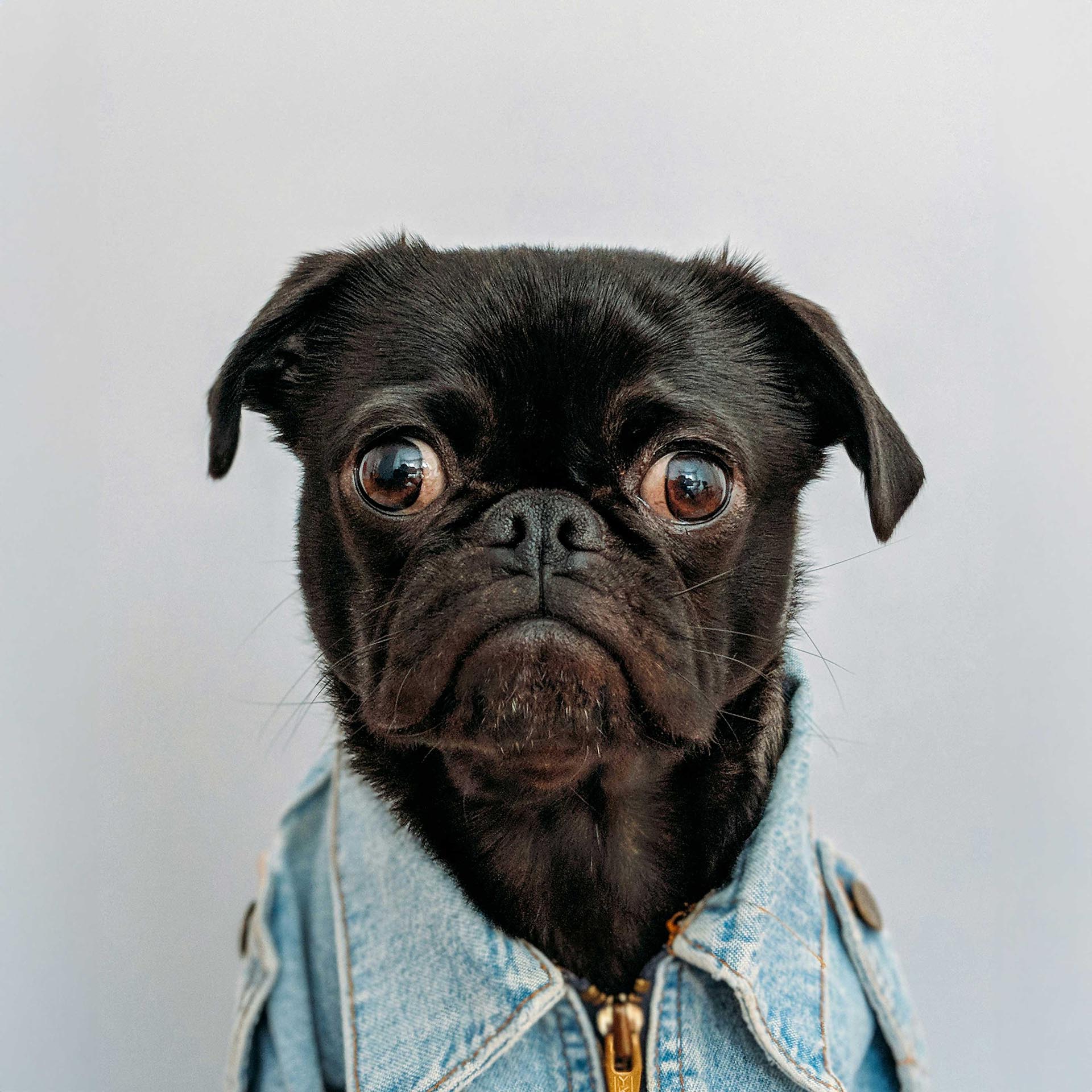 Dog Pug worried